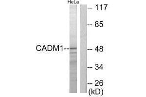 Western blot analysis of extracts from HeLa cells, using CADM1 antibody. (CADM1 anticorps  (C-Term))