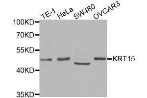 Western blot analysis of extracts of various cell lines, using KRT15 antibody. (KRT15 anticorps)