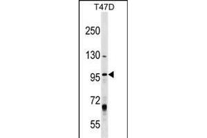 MCM8 Antibody (Center) (ABIN1538307 and ABIN2849026) western blot analysis in T47D cell line lysates (35 μg/lane). (MCM8 anticorps  (AA 322-350))