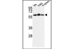 Image no. 1 for anti-Estrogen-Related Receptor gamma (ESRRG) (AA 198-227) antibody (ABIN360233) (ESRRG anticorps  (AA 198-227))
