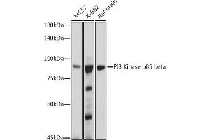 Western blot analysis of extracts of various cell lines, using PI3 Kinase p85 beta antibody (ABIN1679407, ABIN3019246, ABIN3019247 and ABIN7101736) at 1:1000 dilution.