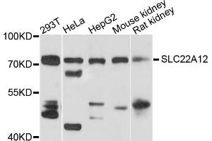 Western blot analysis of extracts of various cell lines, using SLC22A12 antibody (ABIN1874812) at 1:1000 dilution.