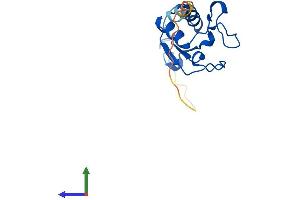 AlphaFold protein structure predicition of Human Recombinant SRP19 Protein, UniprotID P09132