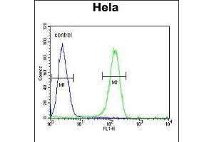 Flow cytometric analysis of Hela cells (right histogram) compared to a negative control cell (left histogram). (ADCY4 anticorps  (AA 415-441))
