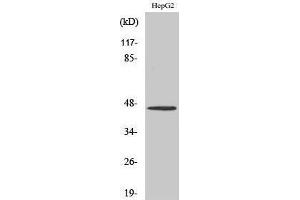 Western Blotting (WB) image for anti-Serotonin Receptor 1A (HTR1A) (C-Term) antibody (ABIN3177492) (Serotonin Receptor 1A anticorps  (C-Term))