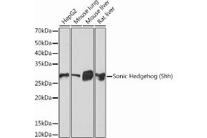 Western blot analysis of extracts of various cell lines, using Sonic Hedgehog (Shh) (Shh) Rabbit mAb (ABIN6131215, ABIN6147930, ABIN6147931 and ABIN7101409) at 1:1000 dilution. (Sonic Hedgehog anticorps)