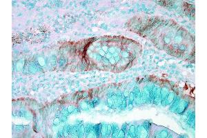 Immunohistochemistry analysis using Rabbit Anti-HSP70 Polyclonal Antibody . (HSP70 anticorps  (Atto 488))