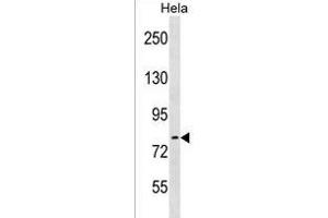 ARHGEF33 Antibody (C-term) (ABIN1537581 and ABIN2838277) western blot analysis in Hela cell line lysates (35 μg/lane). (ARHGEF33 anticorps  (C-Term))