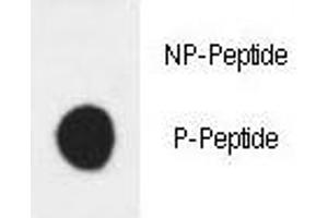 Dot blot analysis of phospho-HER3 antibody. (ERBB3 anticorps  (pTyr1289))