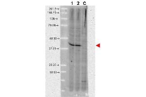 Western blot using  anti-AHA1 monoclonal antibody shows detection of a band ~42 kDa in size corresponding to AHA1 in A431 whole cell lysate (lane 1) and MCF-7 whole cell lysate (lane 2). (AHSA1 anticorps)