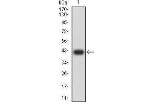 Western blot analysis using IDH1 mAb against human IDH1 (AA: 156-298) recombinant protein.