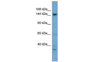 GNPTAB antibody used at 0. (GNPTAB anticorps  (N-Term))