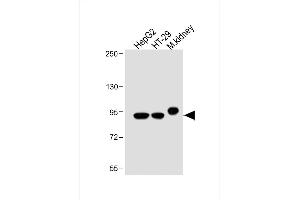 All lanes : Anti-Villin-1 Antibody (N-term) at 1:2000 dilution Lane 1: HepG2 whole cell lysate Lane 2: HT-29 whole cell lysate Lane 3: Mouse kidney lysate Lysates/proteins at 20 μg per lane. (Villin 1 anticorps  (N-Term))