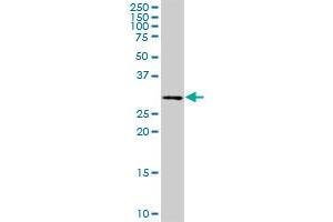 PCTP MaxPab rabbit polyclonal antibody. (PCTP anticorps  (AA 1-214))