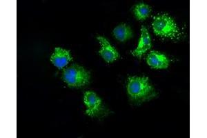 Anti-PKMYT1 mouse monoclonal antibody (ABIN2453481) immunofluorescent staining of COS7 cells transiently transfected by pCMV6-ENTRY PKMYT1 (RC222657). (PKMYT1 anticorps)
