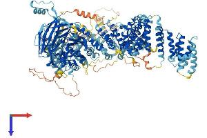 AlphaFold protein structure predicition of Mouse Recombinant Rab3gap2 Protein, UniprotID Q8BMG7