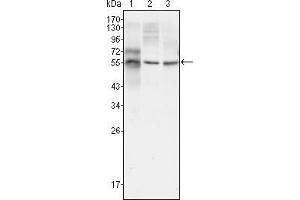 Western blot analysis using TUBB3 mouse mAb against HepG2 (1), A549 (2) and Hela (3) cell lysate.