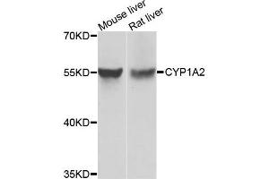 Western blot analysis of extracts of Mouse liver and rat liver cells, using CYP1A2 antibody. (CYP1A2 anticorps)