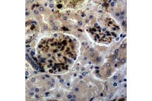 Immunohistochemical analysis of c-FOS staining in mouse kidney formalin fixed paraffin embedded tissue section. (c-FOS anticorps)