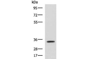 Western blot analysis of Mouse small intestines tissue lysate using ANXA13 Polyclonal Antibody at dilution of 1:800 (Annexin A13 anticorps)