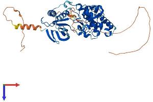 AlphaFold protein structure predicition of Human Recombinant MAPK10 Protein, UniprotID P53779