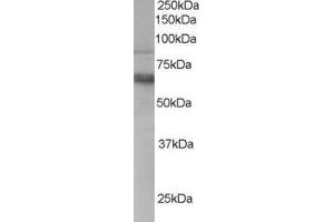 ABIN185280 staining (0. (ANTXR1 anticorps  (C-Term))