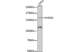 anti-Formin Homology 2 Domain Containing 1 (FHOD1) (AA 1010-1120) antibody