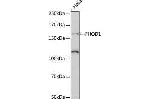Western blot analysis of extracts of HeLa cells, using FHOD1 antibody (ABIN7267252) at 1:1000 dilution. (FHOD1 anticorps  (AA 1010-1120))