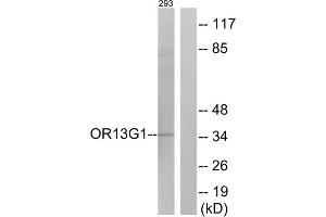 Western blot analysis of extracts from 293 cells, using OR13G1 antibody. (OR13G1 anticorps  (C-Term))