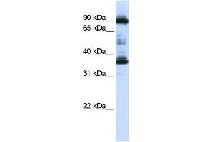 anti-LOC645015 (N-Term) antibody