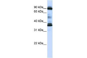 LOC645015 antibody used at 1 ug/ml to detect target protein. (LOC645015 (N-Term) anticorps)