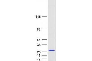 Validation with Western Blot