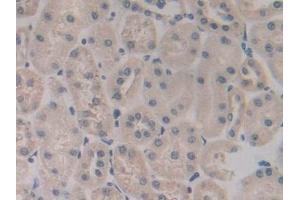 Detection of GP9 in Rat Kidney Tissue using Polyclonal Antibody to Glycoprotein IX, Platelet (GP9)