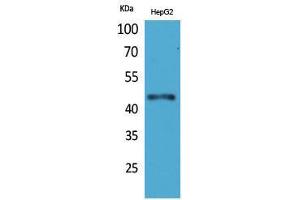 Western Blotting (WB) image for anti-Homeobox D3 (HOXD3) (Internal Region) antibody (ABIN3187731) (HOXD3 anticorps  (Internal Region))