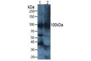 Figure. (ATP4A anticorps  (AA 786-1014))