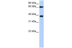 WB Suggested Anti-HSPA9 Antibody Titration:  0.