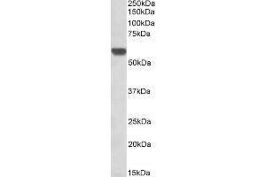 ABIN571080 (0. (GPI anticorps  (AA 81-93))