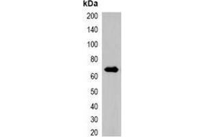 Western blot analysis of over-expressed RFP-tagged protein in 293T cell lysate.