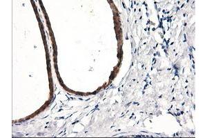 Immunohistochemical staining of paraffin-embedded Human breast tissue using anti-RGS16 mouse monoclonal antibody. (RGS16 anticorps)