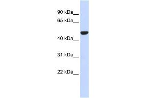 WB Suggested Anti-IDH2 Antibody Titration:  0. (IDH2 anticorps  (Middle Region))