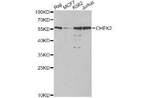 Western blot analysis of extracts of various cell lines, using CHEK2 antibody. (CHEK2 anticorps)