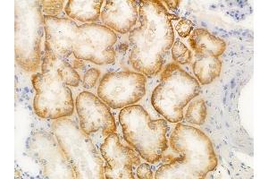 ABIN6257491 and ABIN6273707 at 1/100 staining human normal kidney tissue by IHC-P.