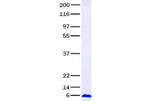 Validation with Western Blot (CCL20 Protein (Transcript Variant 2))