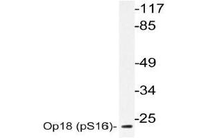 Western blot (WB) analyzes of Op18 antibody in extracts from 293 cells. (Stathmin 1 anticorps  (pSer16))