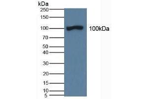 DAO Antikörper  (AA 347-466)