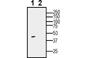 Western blot analysis of mouse lung lysate:1.