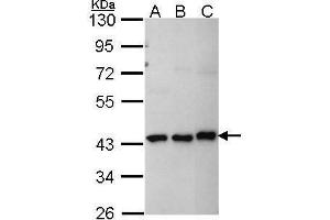 WB Image Sample (30 ug of whole cell lysate) A: A431 , B: H1299 C: Hep G2 , 10% SDS PAGE MKRN1 antibody antibody diluted at 1:1000 (MKRN1 anticorps)