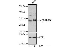 Western blot analysis of extracts of HeLa cells using Phospho-CDK1(T161) Polyclonal Antibody at dilution of 1:1000. (CDK1 anticorps  (pThr161))