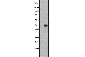Western blot analysis of GPR12 expression in HEK293 cells ,The lane on the left is treated with the antigen-specific peptide. (G Protein-Coupled Receptor 12 anticorps  (C-Term))