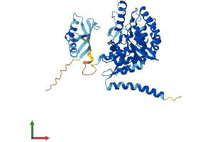 AlphaFold protein structure predicition of Human Recombinant TPH1 Protein, UniprotID P17752